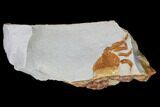 Bargain Fossil Pea Crab (Pinnixa) From California - Miocene #85308-1